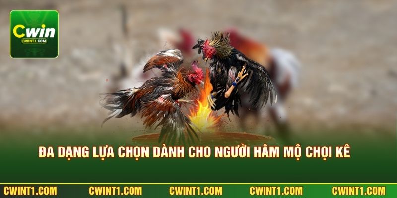 Đa dạng lựa chọn dành cho người hâm mộ chọi kê