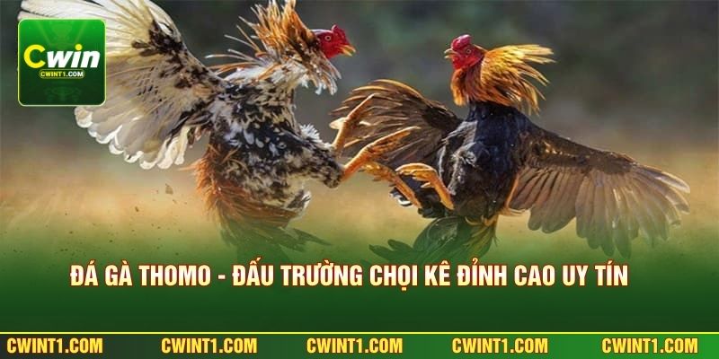 Đá Gà Thomo - Đấu Trường Chọi Kê Đỉnh Cao Uy Tín Nhất 2026