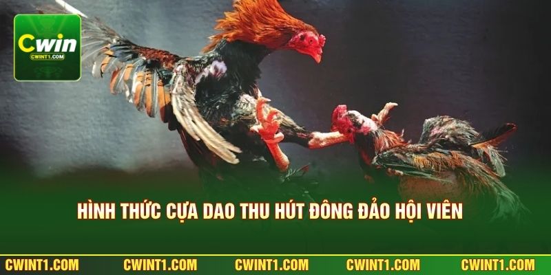 Hình thức cựa dao thu hút đông đảo hội viên