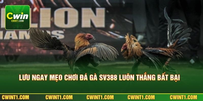 Lưu ngay mẹo chơi đá gà SV388 luôn thắng bất bại