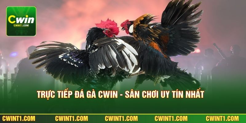 Trực Tiếp Đá Gà CWIN - Sân Chơi Uy Tín Và Kịch Tính Nhất