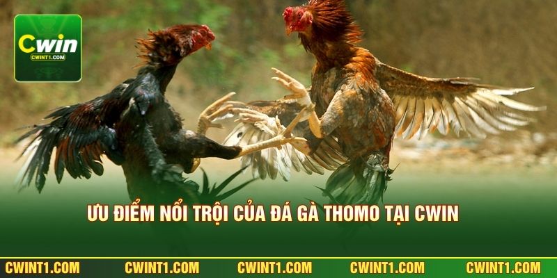 Ưu điểm nổi trội của đá gà Thomo tại CWIN