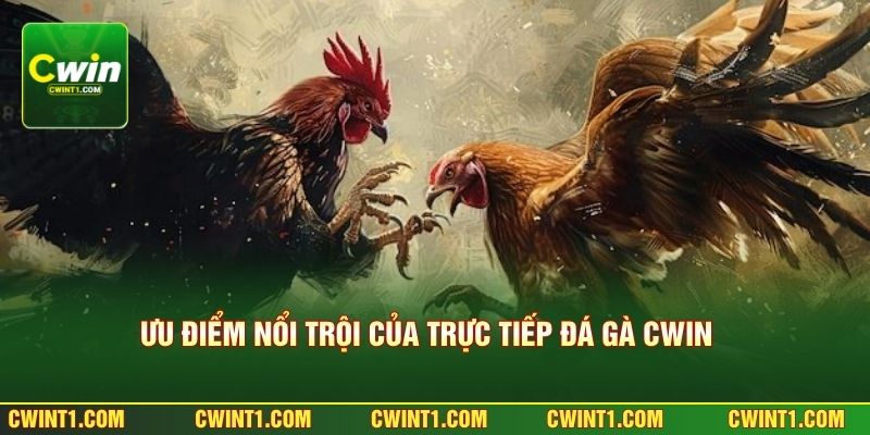 Ưu điểm nổi trội của trực tiếp đá gà CWIN